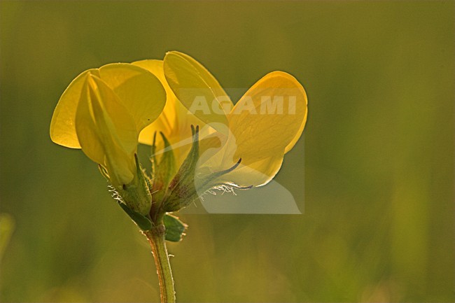 Moerasrolklaver close-up; Greater Bird\'s-foot Trefoil close up stock-image by Agami/Menno van Duijn,