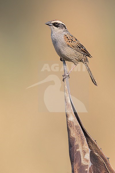 Striped Sparrow (Oriturus superciliosus) in mexico stock-image by Agami/Dubi Shapiro,