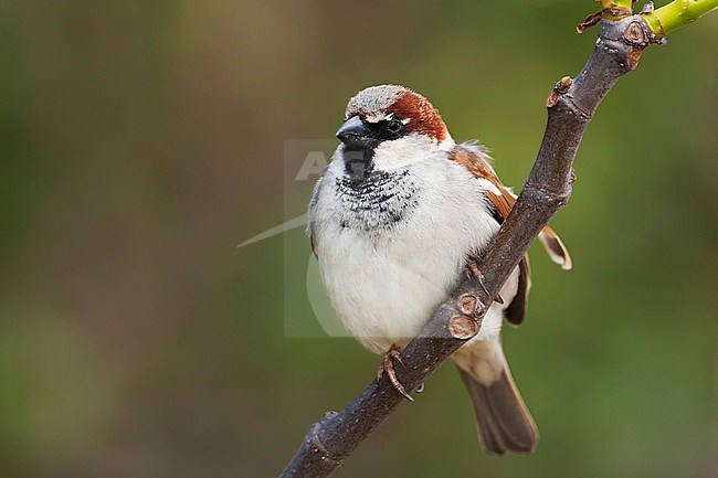 House Sparrow - Haussperling - Passer domesticus ssp. balearoibericus, adult male, Mallorca stock-image by Agami/Ralph Martin,