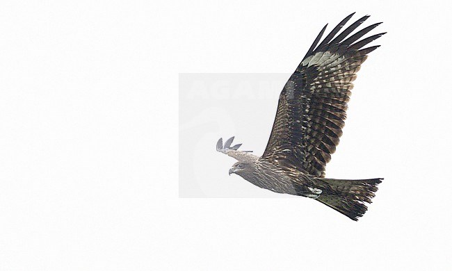 Black-eared Kite (Milvus migrans govinda) in Southern Thailand. stock-image by Agami/Ian Davies,
