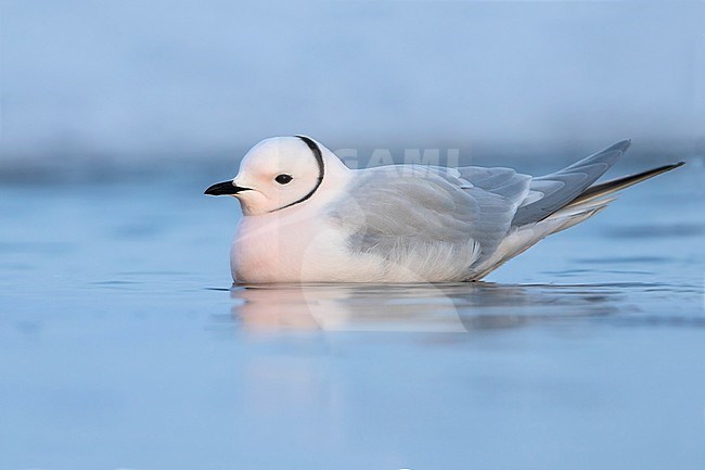 Adult Ross's Gull (Rhodostethia rosea) in breeding plumage during the short arctic spring in Barrow, Alaska, USA in June 2018 stock-image by Agami/Dubi Shapiro,