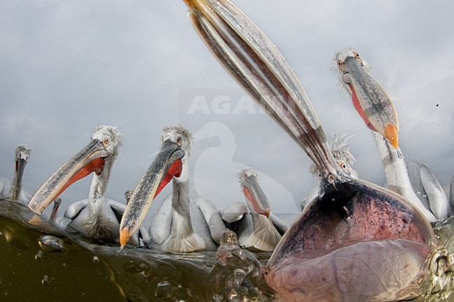 Kroeskoppelikanen close-up; Dalmatian Pelicans close-up stock-image by Agami/Bence Mate,