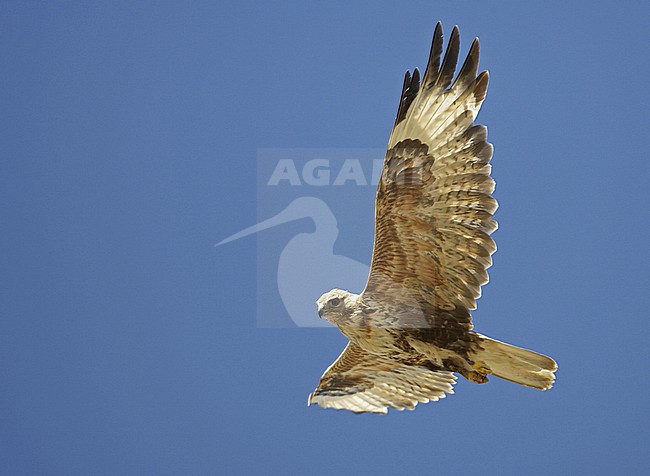 Upland Buzzard (Buteo hemilasius) in flight in Mongolia during summer. stock-image by Agami/Jari Peltomäki,