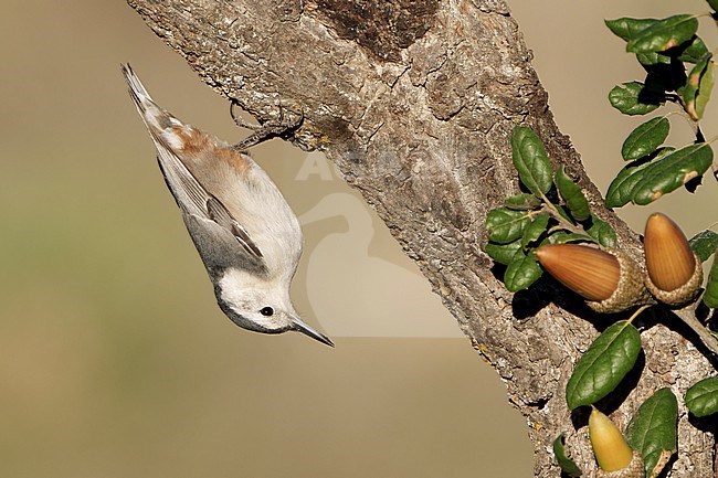 Adult female
Santa Barbara Co., CA
November 2021 stock-image by Agami/Brian E Small,