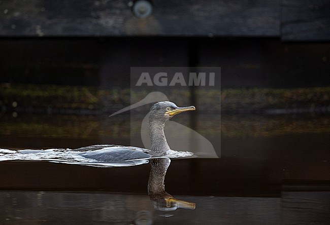 First-winter European Shag (Phalacrocorax aristotelis) wintering on inland location in the Netherlands. Swimming in a man made water way. stock-image by Agami/Edwin Winkel,