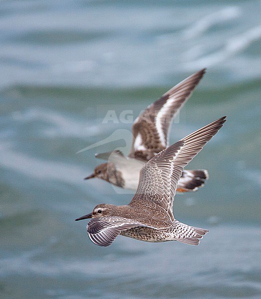 Red Knot (Calidris canutus) at the southern pier of IJmuiden in the Netherlands. In flight with Ruddy Turnstone in the background. stock-image by Agami/Marc Guyt,