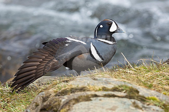 Harlequin Duck (Histrionicus histrionicus), adult male stretching a wing, Northeastern Region, Iceland stock-image by Agami/Saverio Gatto,