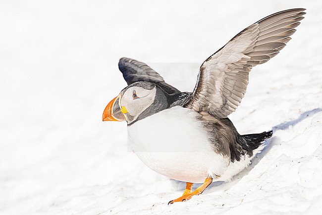  stock-image by Agami/Menno van Duijn,