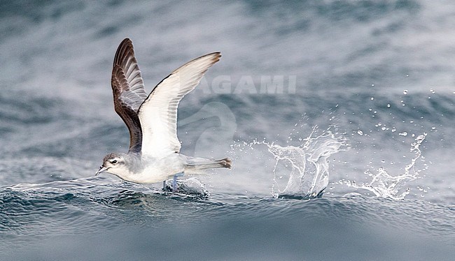 Fairy Prion (Pachyptila turtur) flying over the ocean off the coast of Kaikoura in New Zealand. Foraging in flight over slick made by chum during a chumming session. stock-image by Agami/Marc Guyt,