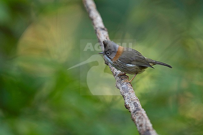 A Whiskered Yuhina (Yuhina flavicollis ssp. rouxi) perching on a branch in the dark forest of Gaoligongshan Mountain stock-image by Agami/Mathias Putze,