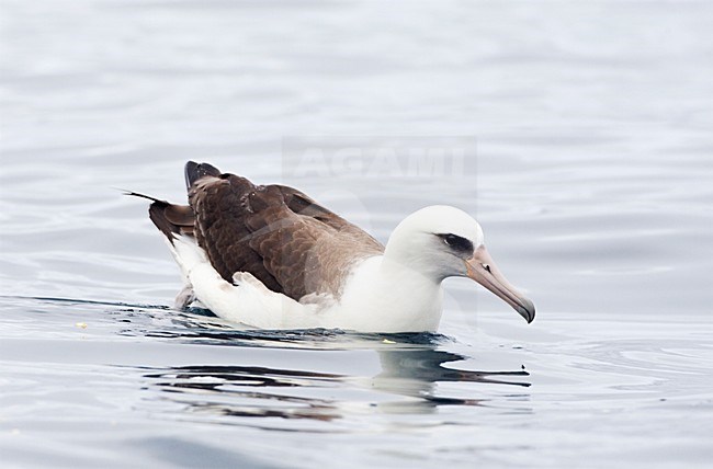 Laysanalbatros; Laysan Albatross stock-image by Agami/Marc Guyt,