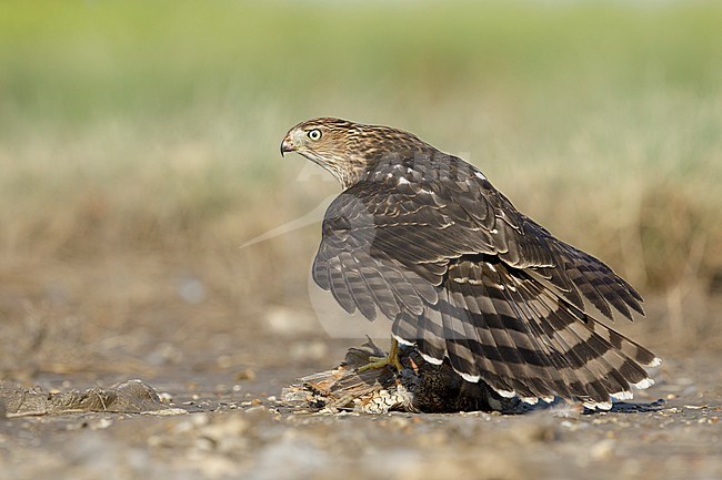 Immature Cooper's Hawk (Accipiter cooperii)  sitting on top of a caught prey in Chambers County, Texas, USA. Shielding its kill from rivals. stock-image by Agami/Brian E Small,