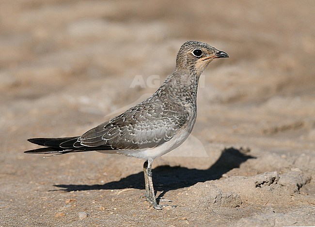 Juvenile Collared Pratincole (Glareola pratincola) during late summer or early autumn in Spain. Standing on the ground. stock-image by Agami/Laurens Steijn,