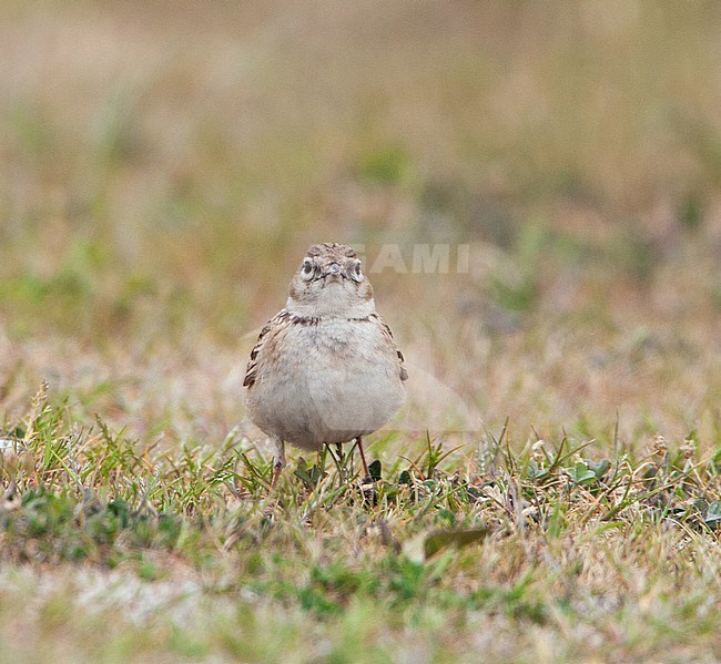 Short-toed Lark (Calandrella brachydactyla) at IJmuiden, Netherlands stock-image by Agami/Arnold Meijer,