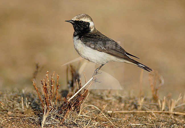 Male Pied Wheatear (Oenanthe pleschanka) in Mongolia. stock-image by Agami/Rene Pop ,