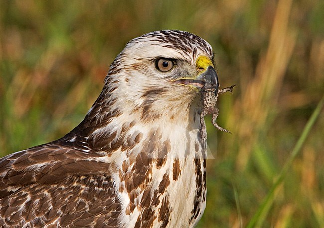 Buizerd met een Gewone Pad; Common Buzzard with a Common Toad stock-image by Agami/Rob Olivier,