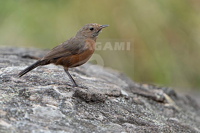 Rockwarbler (Origma solitaria) in Australia. stock-image by Agami/Dani Lopez-Velasco,