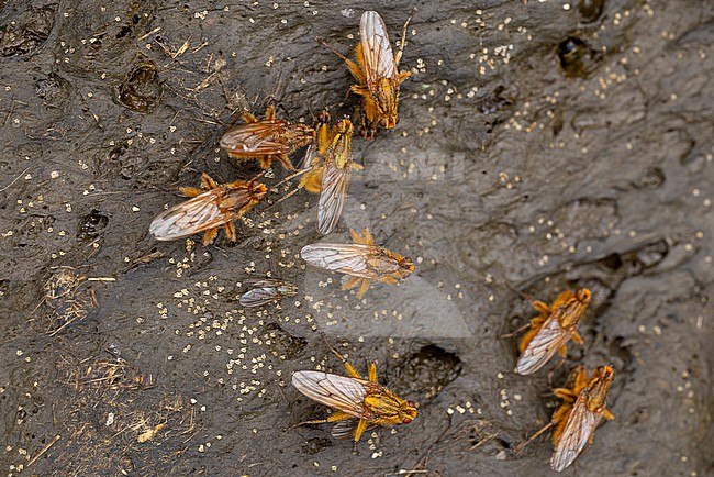 yellow dung fly or golden dung fly (scathophaga stercoraria) meeting on fresh cow pat for mating or copulating, afterwards laying eggs in the manure stock-image by Agami/Mathias Putze,