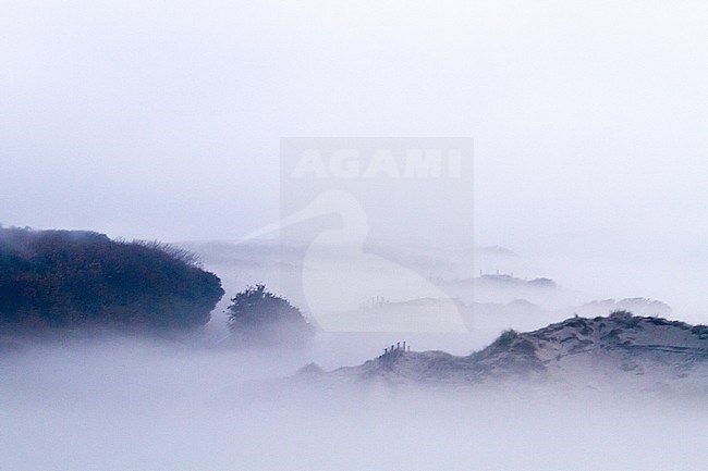 Landscape of mist covered dunes of the Puinhoop in the Coepelduynen at dawn in Katwijk, Netherlands. Nature image from Holland. stock-image by Agami/Menno van Duijn,