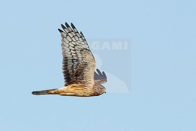 First-winter Northern Harrier (Circus hudsonius)
Riverside Co., CA
November 2016 stock-image by Agami/Brian E Small,