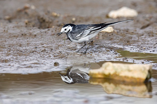 First summer male Pied x White Wagtail hybrid  (Motacilla alba yarrellii x alba) sitting on a small pool in Tour & Taxi, Brussels, Brabant, Belgium. stock-image by Agami/Vincent Legrand,