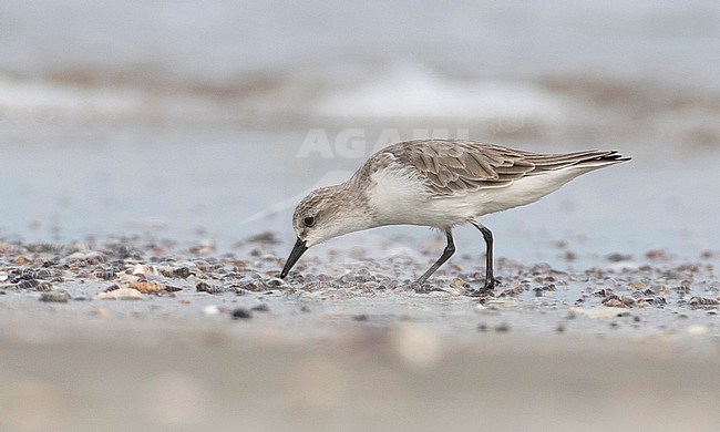 Wintering Red-necked Stint (Calidris ruficollis) in Thailand during November. stock-image by Agami/Brian Sullivan,