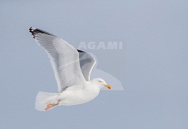 Wintering adult European Herring Gull (Larus argentatus) in Katwijk, Netherlands. Flying in snow storm. stock-image by Agami/Marc Guyt,