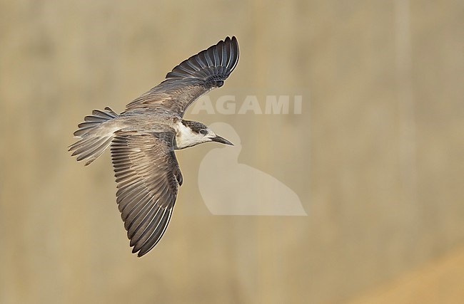 Whiskered Tern (Chlidonias hybrida) at Muscat, Oman in november stock-image by Agami/Eduard Sangster,