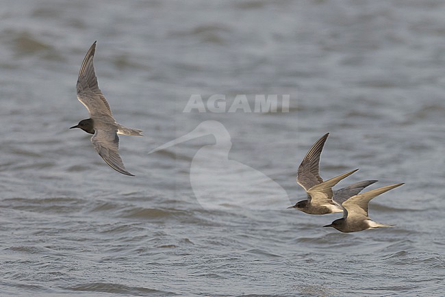 Flock of three Black Terns (Chlidonias niger) in adult summer and winter plumage in flight. stock-image by Agami/David Monticelli,