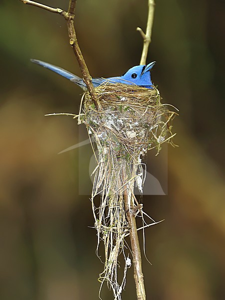 Zwartnekmonarch op nest, Black-naped Monarch on nest stock-image by Agami/Alex Vargas,