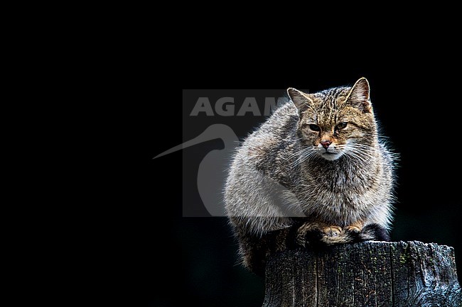 Europese Wilde Kat, European Wild Cat stock-image by Agami/Wil Leurs,