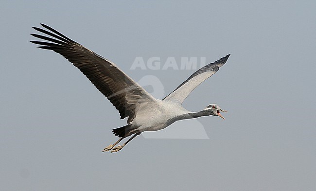 Jufferkraanvogel in vlucht; Demoiselle Crane (Anthropoides virgo) in flight stock-image by Agami/James Eaton,