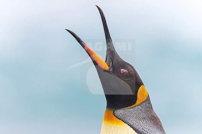 King Penguin (Aptenodytes patagonicus halli) on Macquarie Island, Australia, opening its beak and calling while showing the veins in the eye. stock-image by Agami/Rafael Armada,