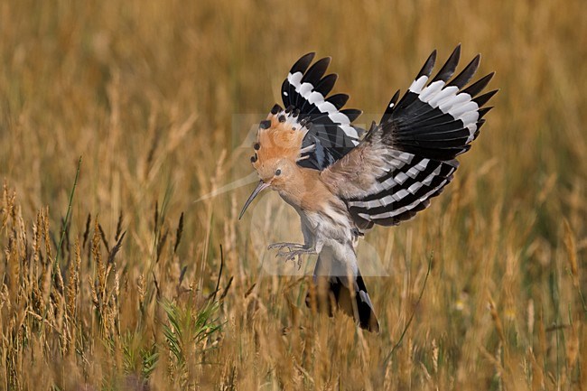 Hop in vlucht; Eurasian Hoopoe in flight stock-image by Agami/Daniele Occhiato,