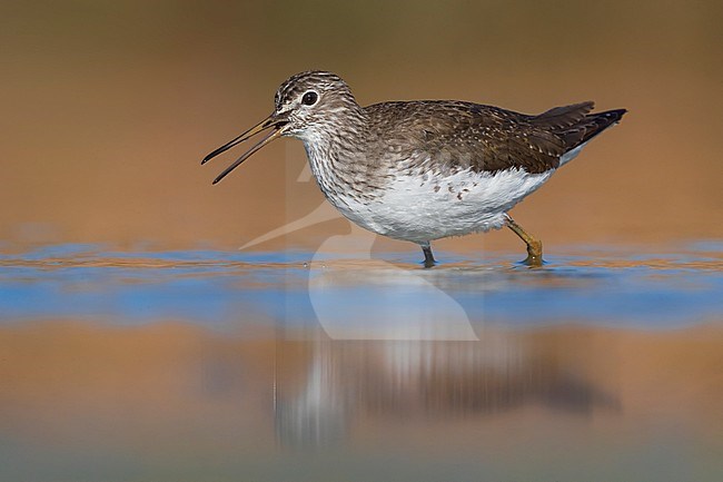 Green Sandpiper (Tringa ochropus) during migration resting in a shallow pond in Italy. stock-image by Agami/Daniele Occhiato,