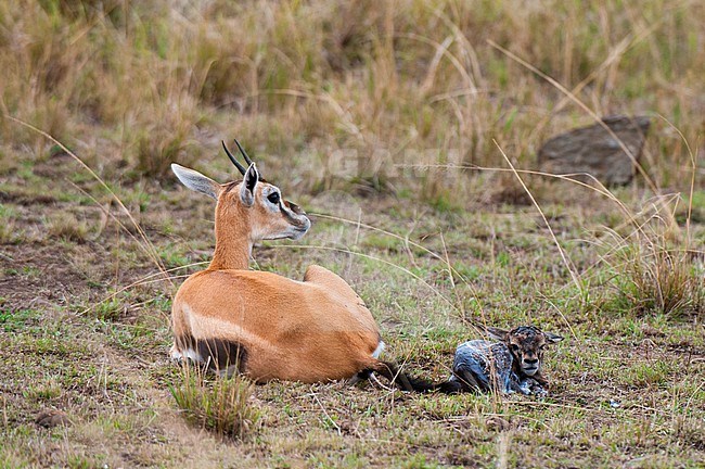 A Thomson's gazelle, Gazella thomsonii, with her newborn and still attached placenta. Masai Mara National Reserve, Kenya. stock-image by Agami/Sergio Pitamitz,
