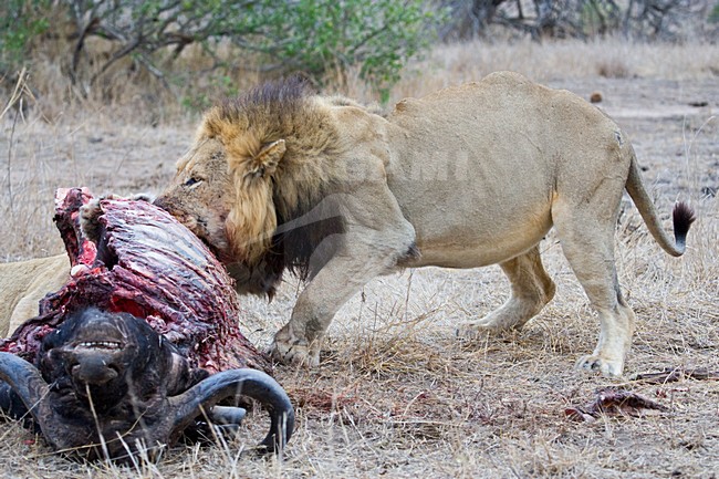 Mannetje Afrikaanse Leeuw etend van prooi; Male African Lion feeding on prey stock-image by Agami/Marc Guyt,