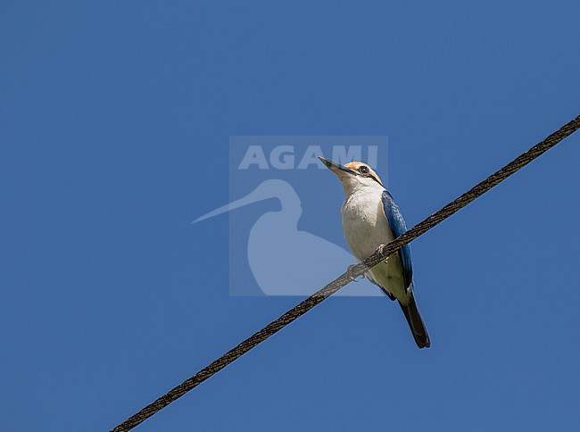 on Pohnpei, Micronesia. stock-image by Agami/Pete Morris,