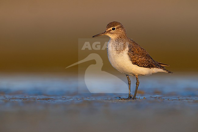Common Sandpiper, Actitis hypoleucos, in Italy. stock-image by Agami/Daniele Occhiato,