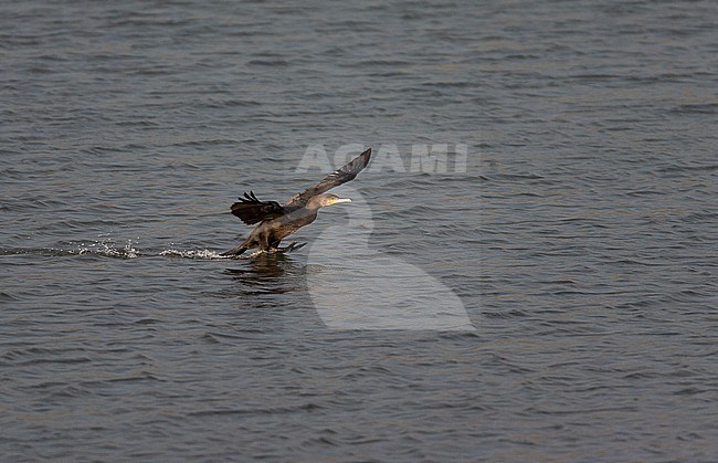 Great Cormorant (Phalacrocorax carbo) in the Netherlands. Immature bird landing with its feet out on the water. stock-image by Agami/Marc Guyt,