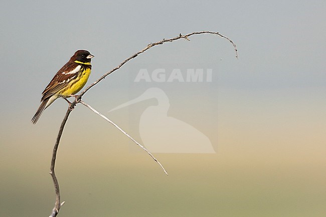 Adult male Yellow-breasted Bunting (Emberiza aureola aureola) in the Baikal in Russia. stock-image by Agami/Ralph Martin,