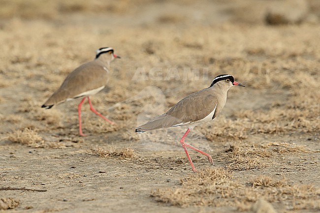 Two Crowned Lapwing (Vanellus coronatus) on the meagre bare ground stock-image by Agami/Mathias Putze,