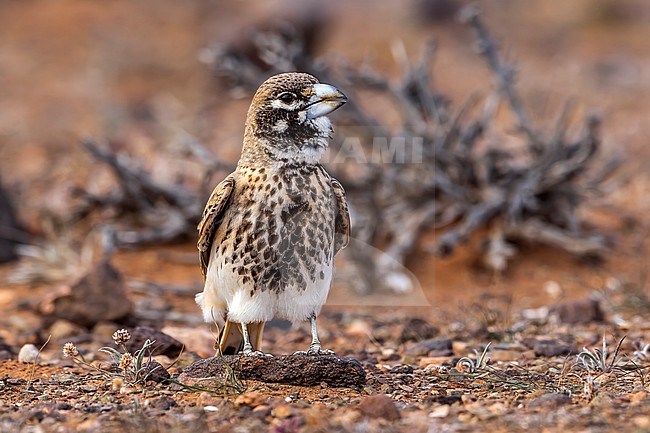Adult female Thick-billed Lark
(Ramphocoris clotbey) sitting on rocky desert near Guelmine, Morocco. stock-image by Agami/Vincent Legrand,