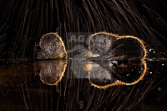 Europese Otters vissend in de nacht; Nightly fishing Otters (Lutra lutra) stock-image by Agami/Bence Mate,