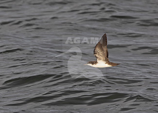 Galapagos shearwater (Puffinus subalaris) at sea off the Galapagos Islands, part of the Republic of Ecuador. stock-image by Agami/Pete Morris,