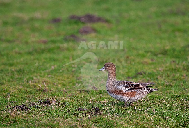 Female Eurasian Wigeon (Anas penelope) wintering in the Netherlands. Standing in a green meadow during early spring. stock-image by Agami/Marc Guyt,