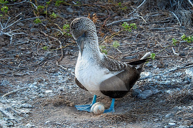 Blue-footed Booby (Sula nebouxii) adult with two eggs stock-image by Agami/Roy de Haas,