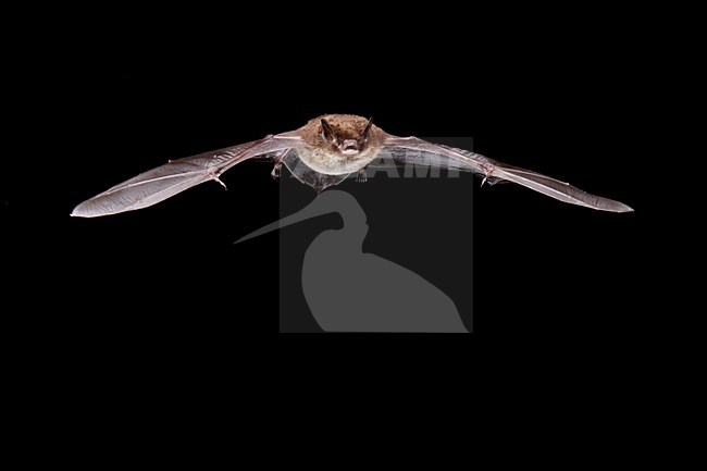 Watervleermuis in de vlucht; Daubenton\'s Bat in flight stock-image by Agami/Theo Douma,