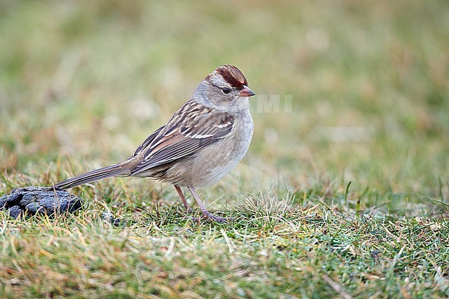 First-winter White-crowned Sparrow (Zonotrichia leucophrys) in Scotland. stock-image by Agami/Michael McKee,