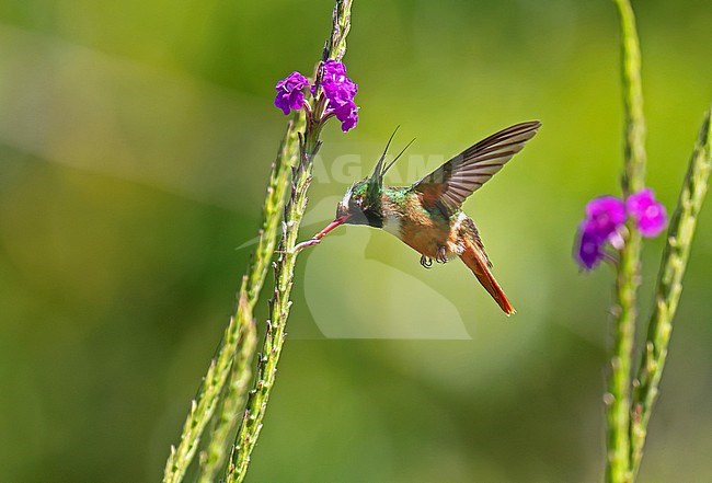 Male White-crested Coquette (Lophornis adorabilis) feeding on flowers in Costa Rica.w stock-image by Agami/Dani Lopez-Velasco,